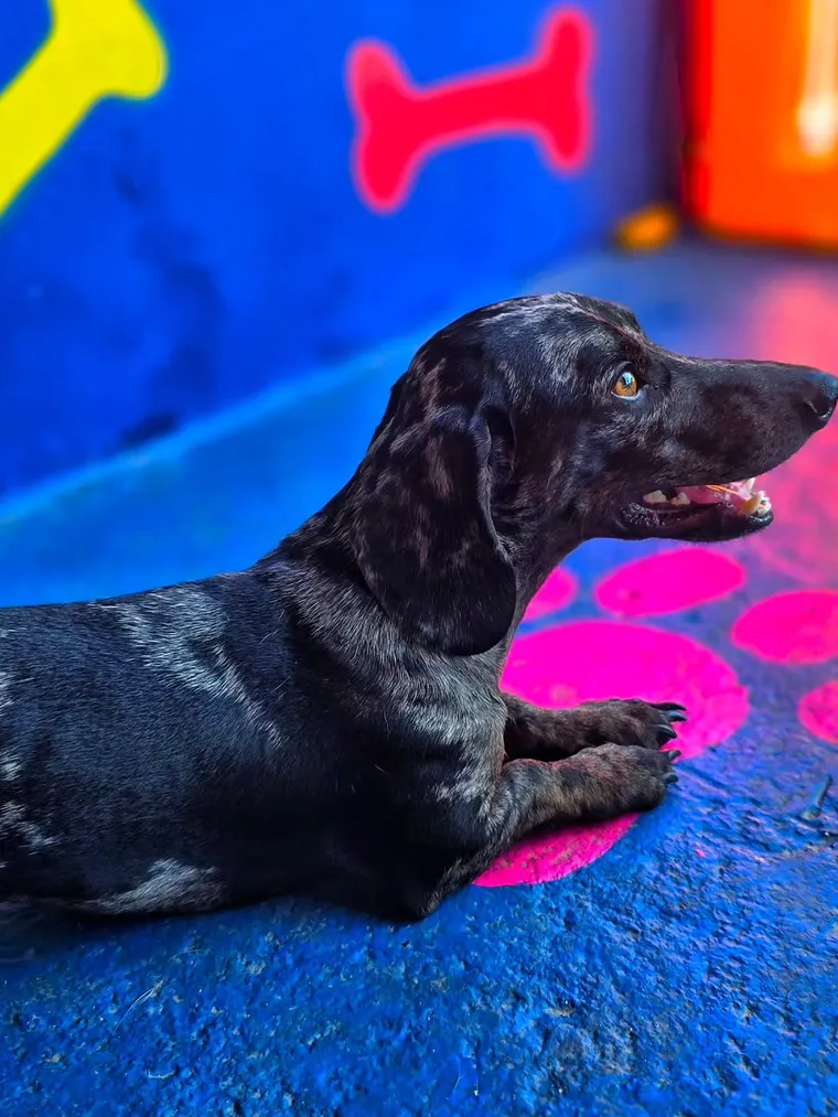 Cão deitado no piso emborrachado com patinhas pintadas
