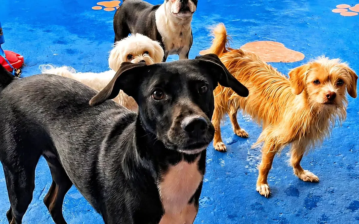 Vários cães juntos na área de recreação