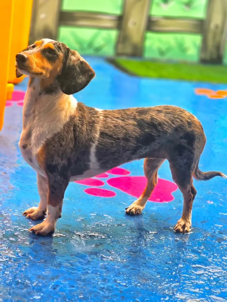 Cão de pelo curto em pé na área coberta