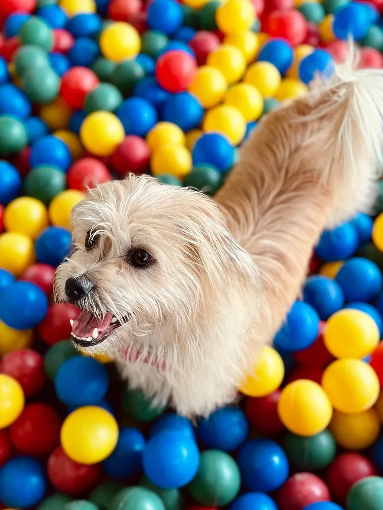 Cão brincando na piscina de bolinhas