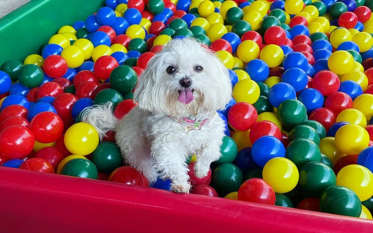 Cão branco sentado no meio da piscina de bolinhas