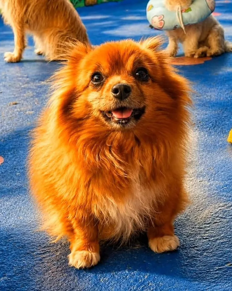 Lulu da pomerânia sentado na área de recreação